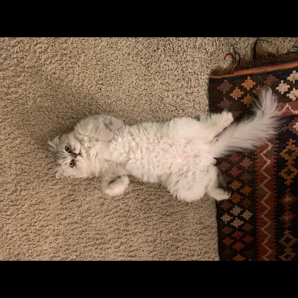 Meet your Posher, Brooke